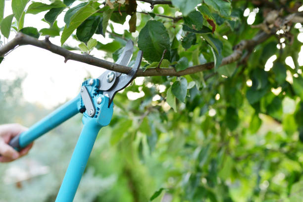 Tree Root Removal in Cleveland, OK